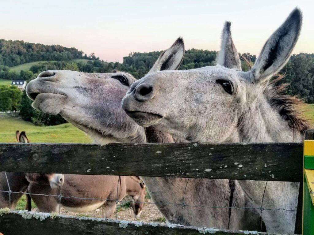 donkeys